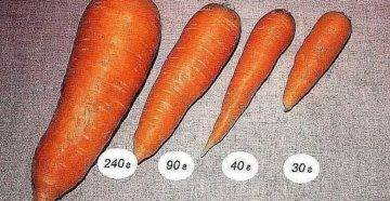 Самая большая морковка в мире: рекорды россии и мира, кто и когда вырастил самую огромную и длинную морковь