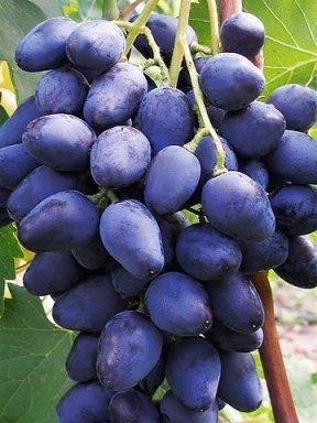 Сорт винограда декабрьский: что нужно знать о нем, описание сорта, отзывы