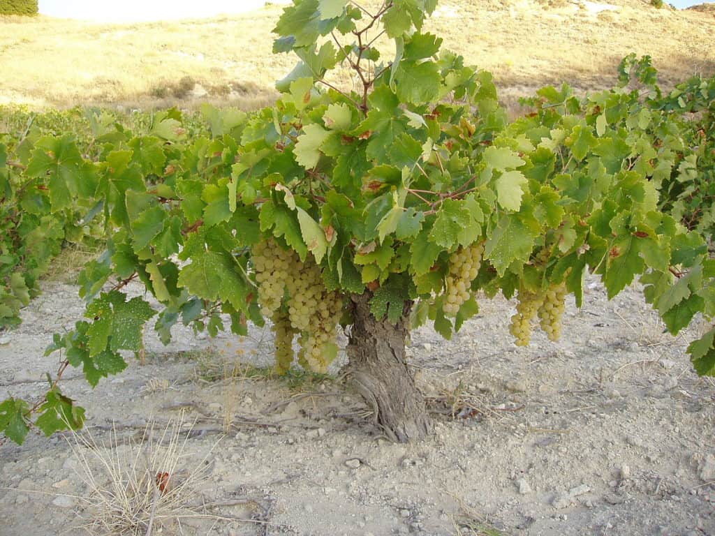 «винный» виноград: особенности выращивания, популярные сорта