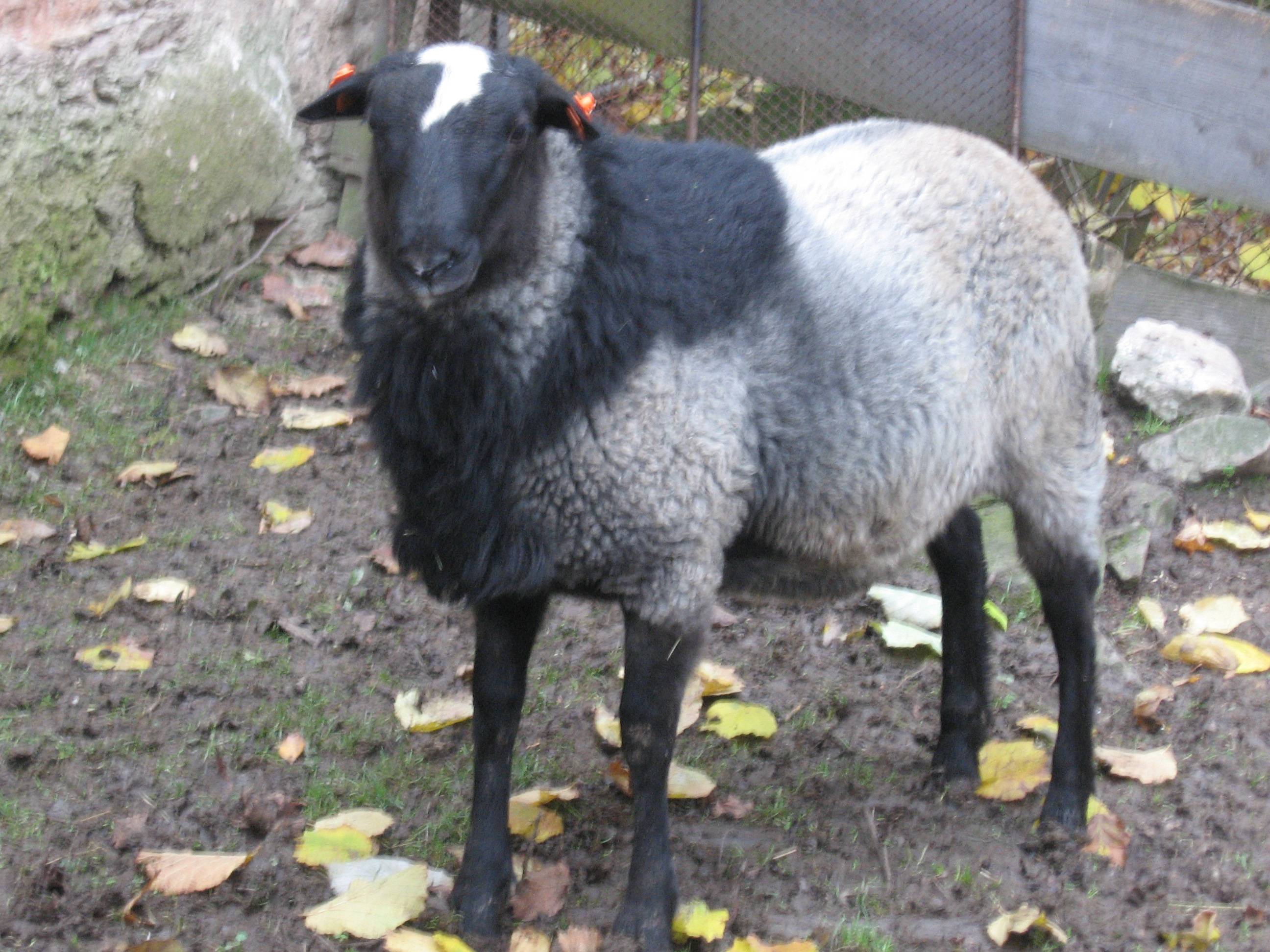 Мясные породы овец: описание и особенности разведения