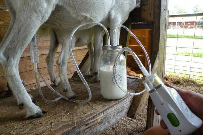 Советы по изготовлению доильного аппарата для коз