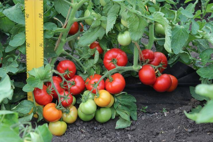 Выращивание помидоров по принципу увеличения урожая: томатные правила 2021 — agroxxi