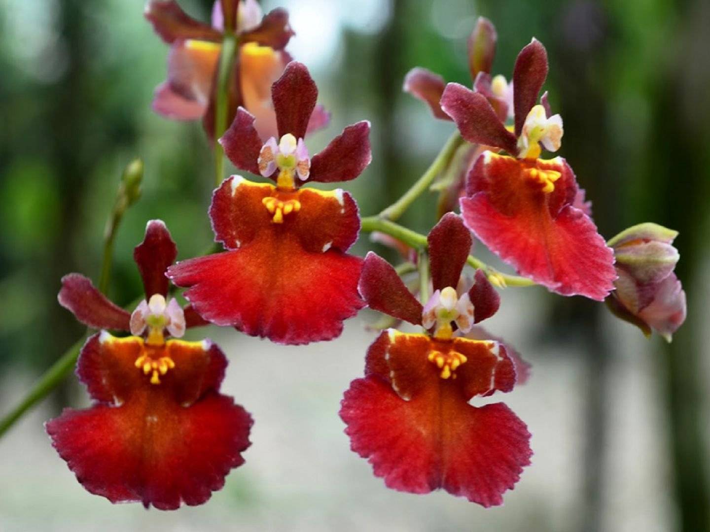 Онцидиум - виды и уход за орхидеей в домашних условиях