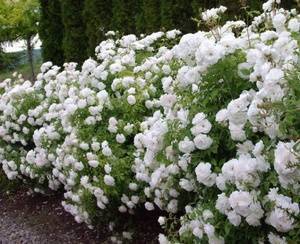 Роза полиантовая: уход и выращивание в открытом грунте. | растюнька