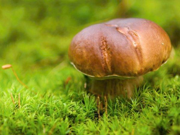 Какие грибы растут среди мхов