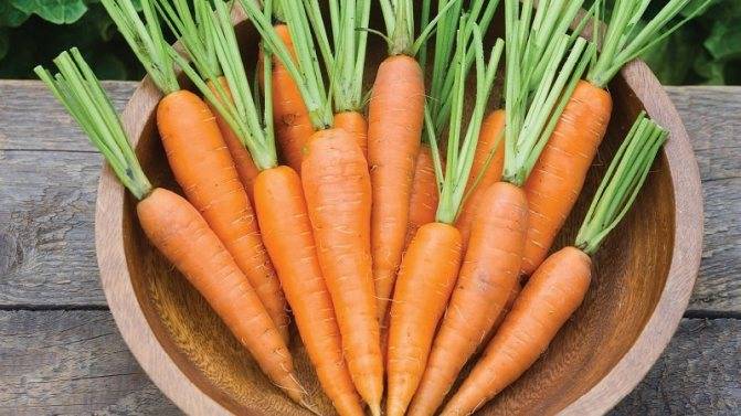 Морковь – калорийность, состав, польза и вред для организма