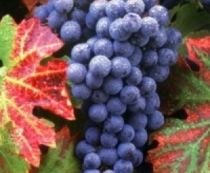 Как и когда пересаживать виноград на другое место весной и осенью?