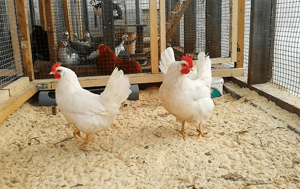 Как дешево утеплить курятник на зиму