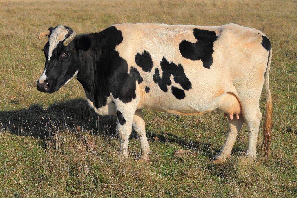 Какие бывают болезни у коров и быков