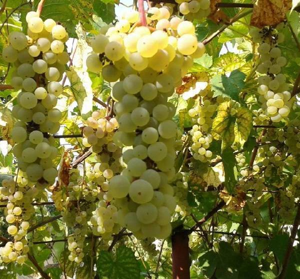 Выращивание винного сорта винограда бианка