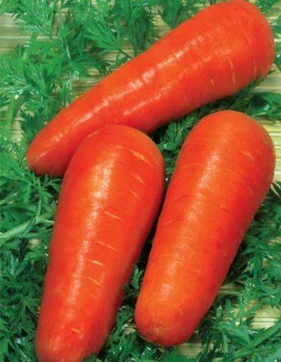 Самые интересные факты про морковь | vivareit