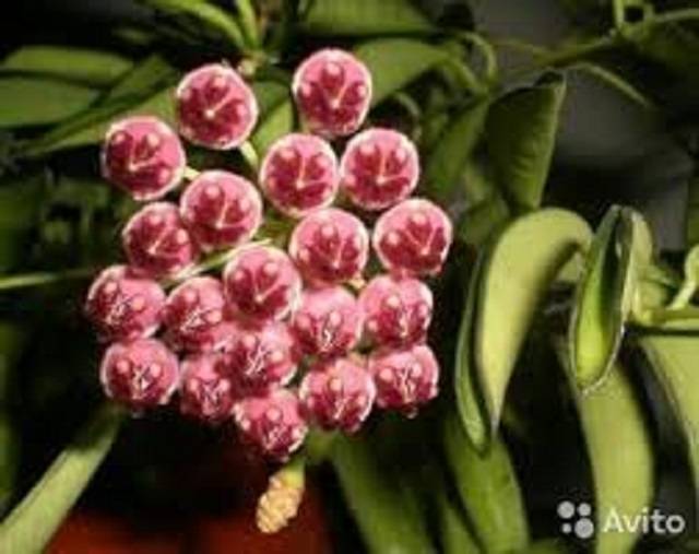 Хойя (hoya). уход, размножение, формирование, цветение. | floplants. о комнатных растениях