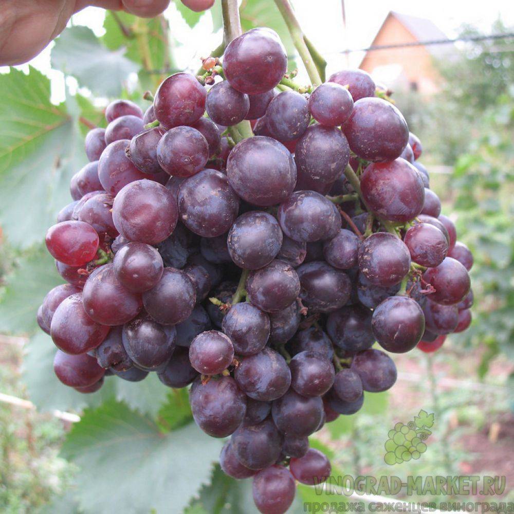 Виноград запорожский кишмиш: описание сорта, фото, отзывы