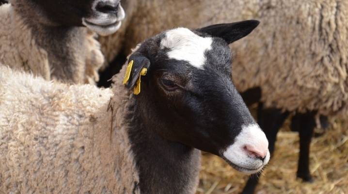 Романовская порода овец: характеристика, содержание, цена, фото
