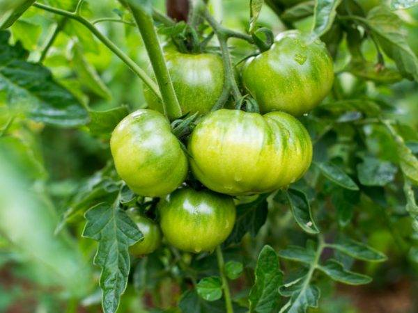 Подкормка помидор во время плодоношения | вырасти сад!