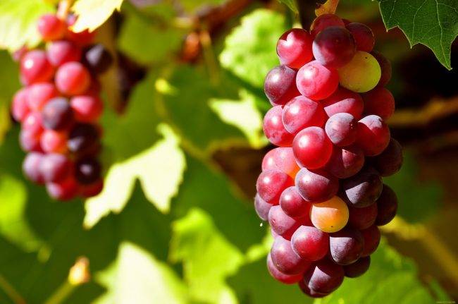 Калорийность винограда: сколько калорий содержит виноград