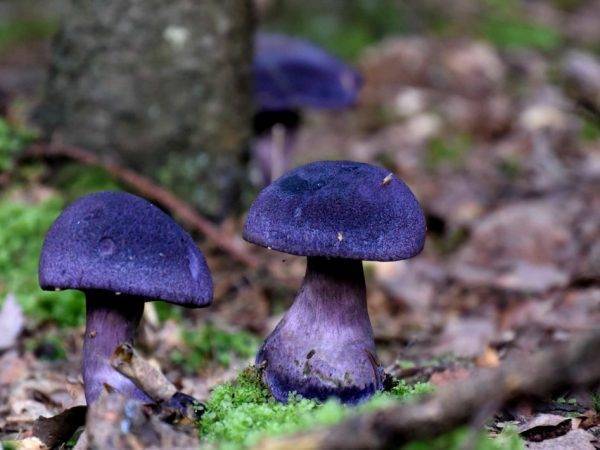 Гриб паутинник фиолетовый: описание, съедобный или нет