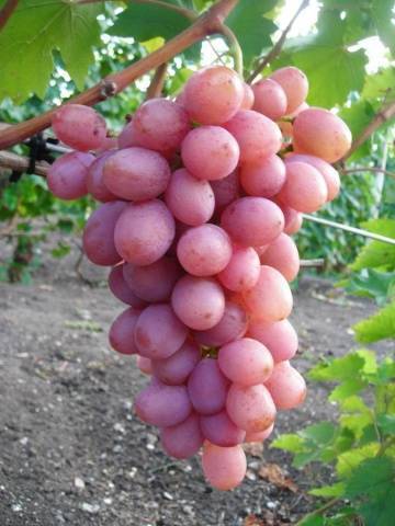 Сорт винограда гурман ранний, описание сорта с характеристикой и отзывами, а также особенности посадки и выращивания