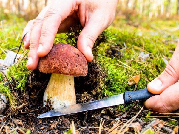 Нож грибника: грибной клинок «русский булат». лучшие ножи для грибов, их виды и характеристика