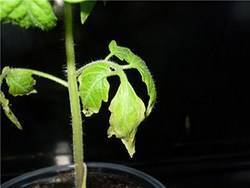 У рассады помидор сохнут листья: что делать, видео, фото и отзывы