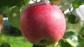 Обзор сортов яблонь для башкирии с фото