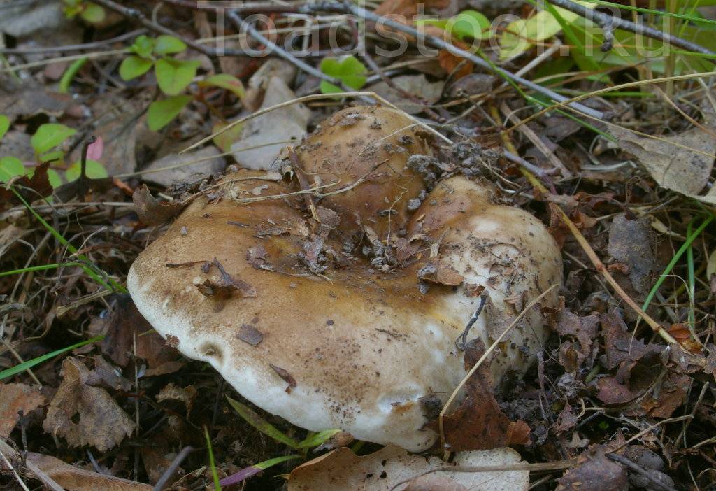 Как отличить белые грузди от горчака и ложного: видео, фото и основные отличия съедобных грибов