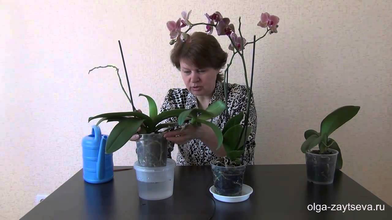 Как поливать орхидею зимой? как часто нужно осуществлять полив во время цветения? сколько раз надо поливать деток орхидеи в домашних условиях в зимнее время?
