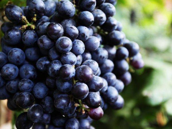 Виноград - польза и вред для организма, состав, калорийность. полезные свойства ягод, косточек, листьев и противопоказания