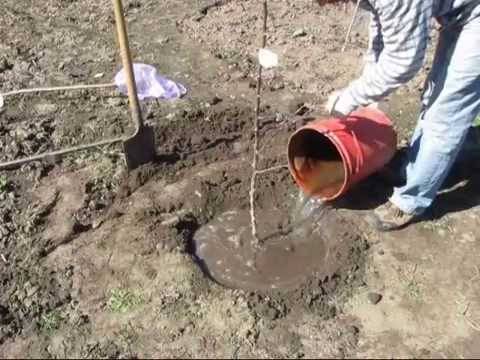 Как посадить яблоню весной: пошаговое руководство + видео