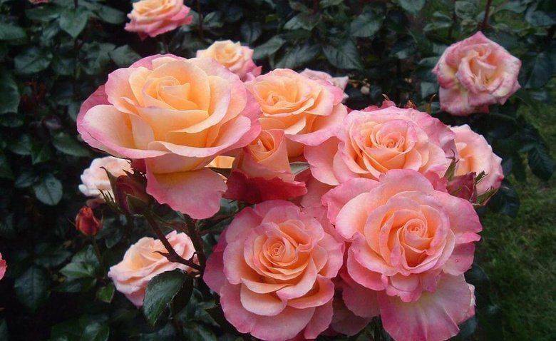 Роза флорибунда – описание, сорта с фото, посадка и уход