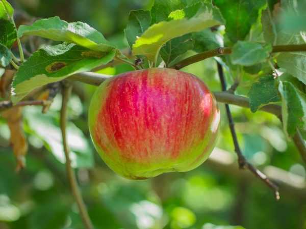 Яблоня «орловим»: описание сорта, посадка и уход
