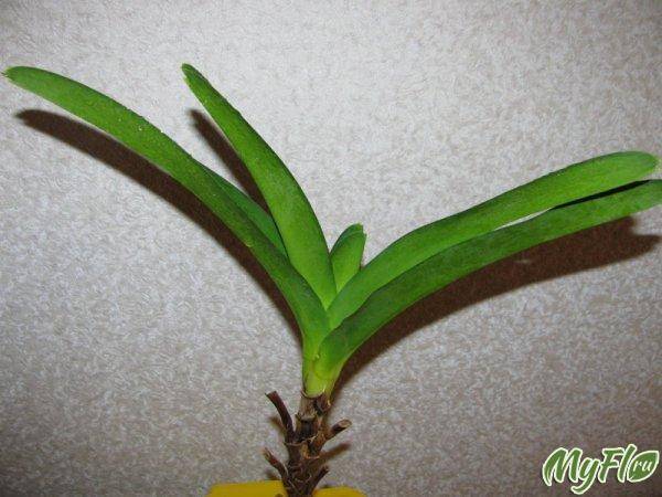 Устраняем последствия неправильного ухода за орхидеей: как нарастить корни у фаленопсиса?