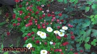 Маргаритка многолетняя - фото цветка для изящного садоводства