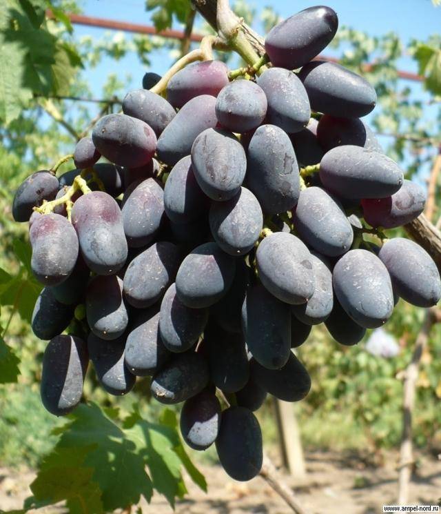 Виноград чарли: описание сорта, фото, отзывы, посадка и выращивание
