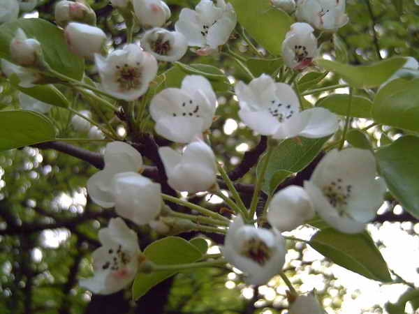 Почему яблоня не цветет, причины и лечение