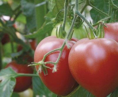 Томат "лабрадор": описание сорта, характеристики и фото плодов-помидоров русский фермер