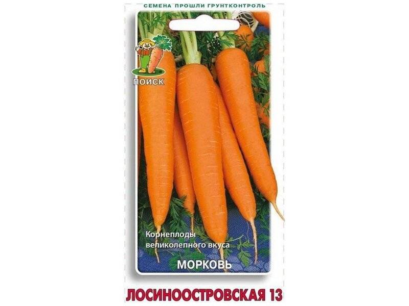 Морковь лосиноостровская 13: описание, фото, отзывы