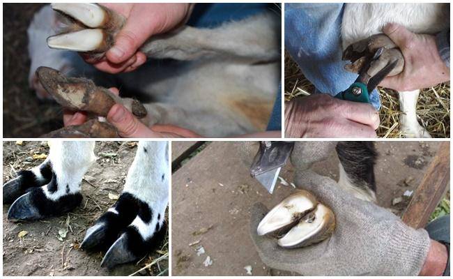 Как правильно проводить обрезку копыт у фермерских коз