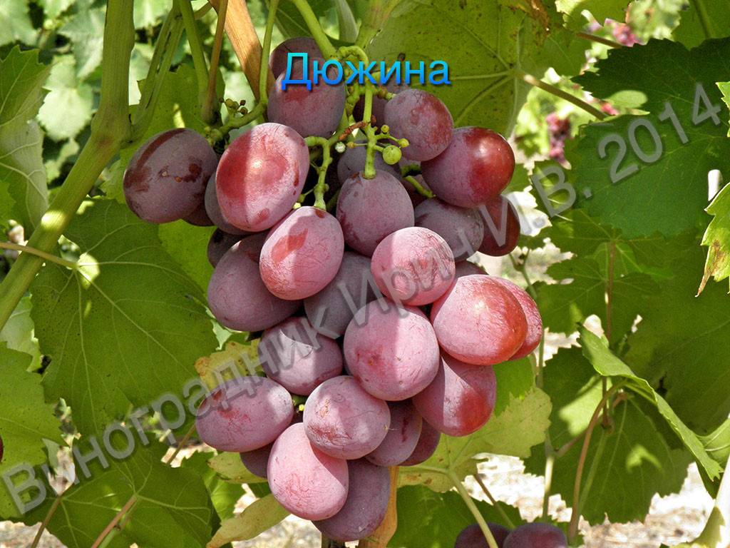 Описание сорта винограда дюжина