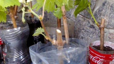 Проращивание черенков винограда в домашних условиях: способы, сроки, видео | vinograd-loza