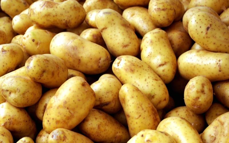 Описание картофеля Свитанок Киевский