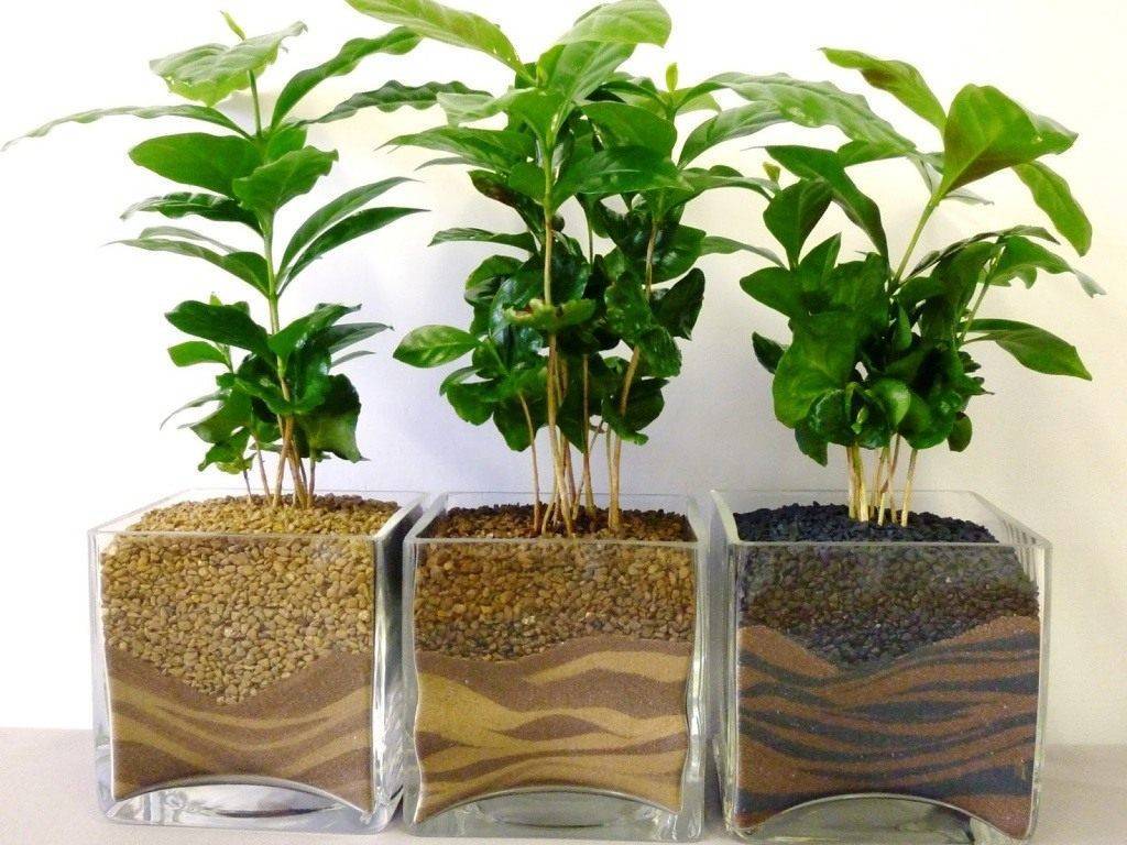 Кофе арабика — уход за комнатным растением в домашних условиях