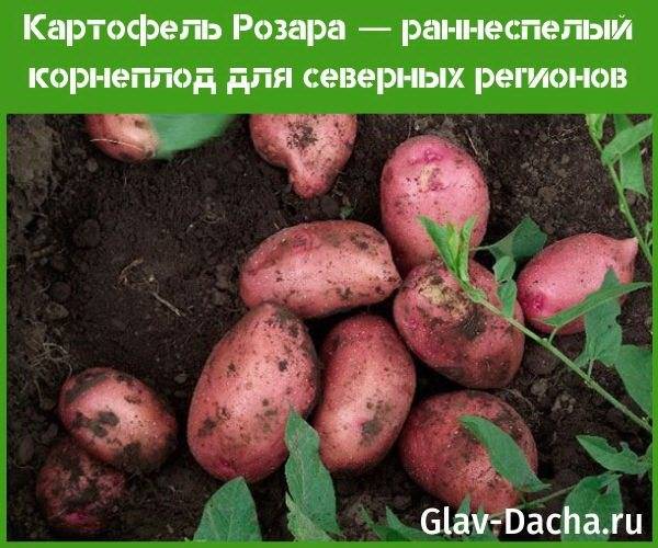 Картофель голубизна: описание сорта и характеристика