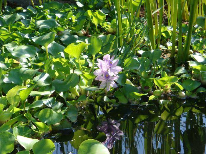 Водный гиацинт эйхорния – как выращивать