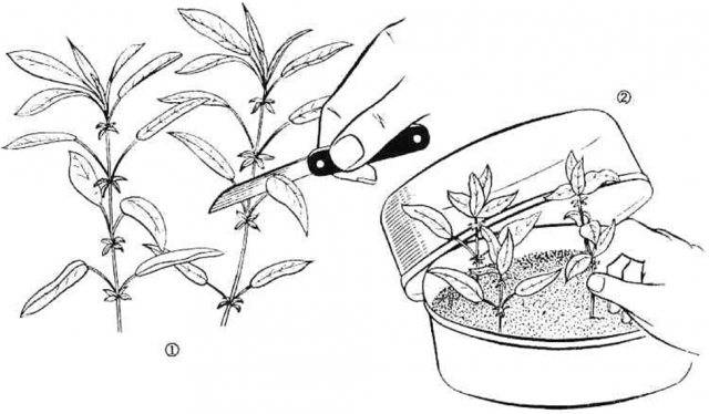 Способы размножения барбариса: когда и как правильно делать, деление куста, черенкование