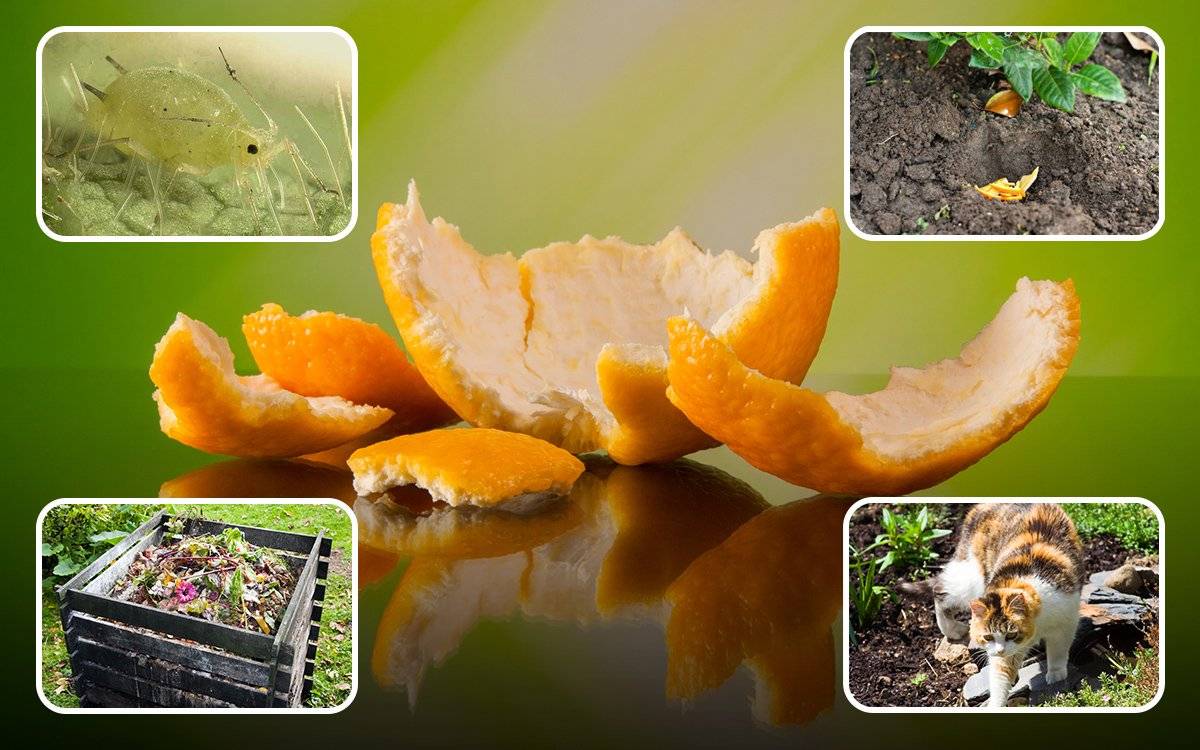 Как применять апельсиновые корки в саду