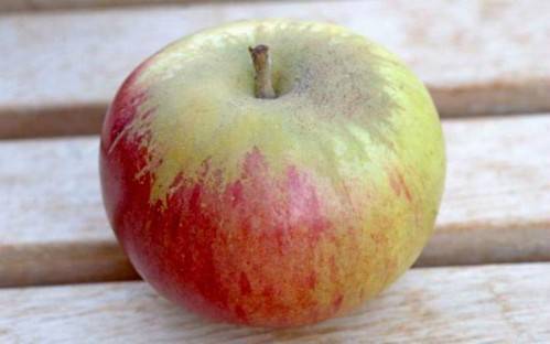 Характеристики и описание сорта яблони пепин шафранный, особенности выращивания и ухода