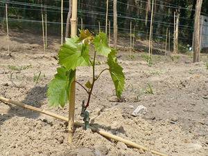 Выращивание винограда в подмосковье и в средней полосе - правила и способы
