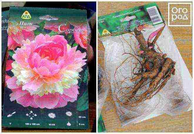 Правильная посадка травянистых пионов - проект "цветочки" - для цветоводов начинающих и профессионалов