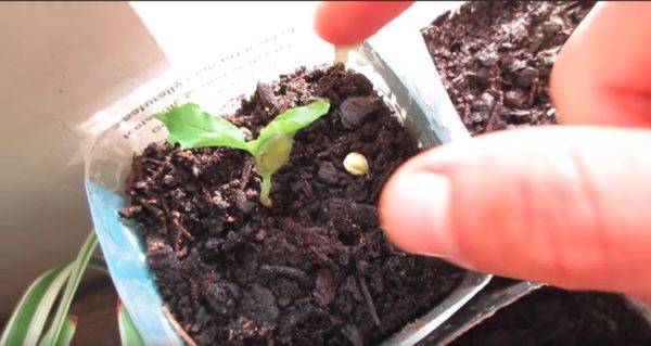Как посадить черешню из косточки в домашних условиях: будет ли плодоносить, как прорастить косточки, фото и видео